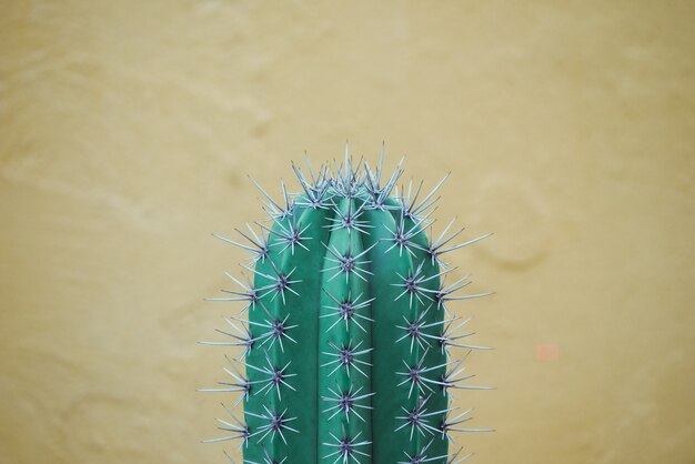 Abstract background textuer of Cactus succulent plant