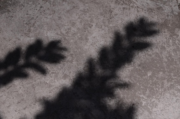 Abstract background textuer of shadows leaf on a concrete wall for design backdrop