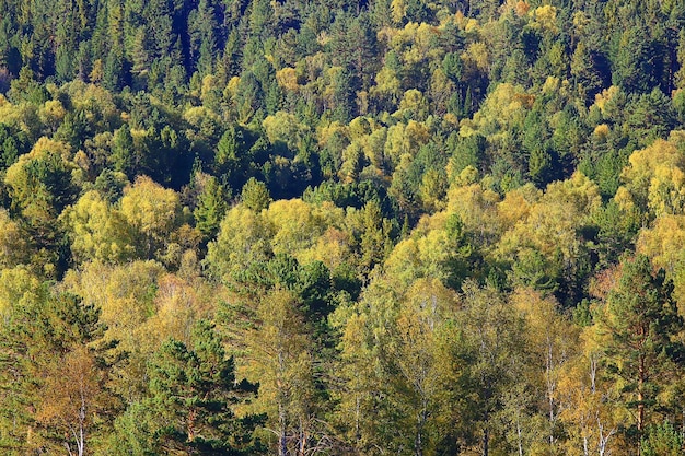 abstract background texture of autumn forest, yellow trees pattern landscape view