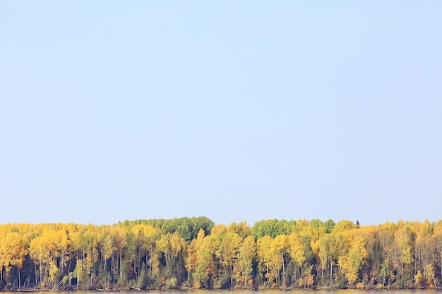 abstract background texture of autumn forest, yellow trees pattern landscape view