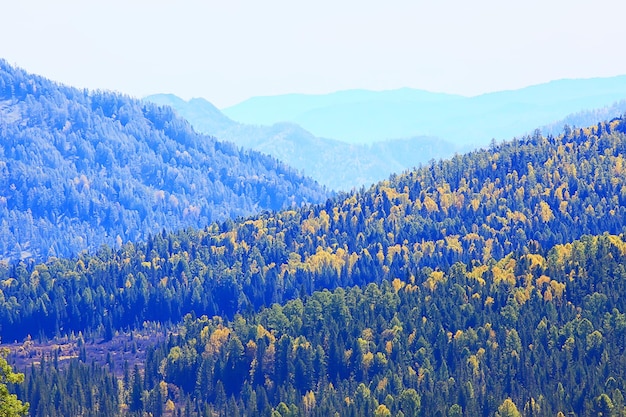 abstract background texture of autumn forest, yellow trees pattern landscape view