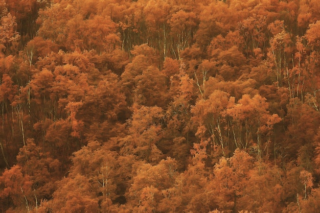 abstract background texture of autumn forest, yellow trees pattern landscape view