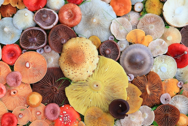 abstract background texture of very, many different mushrooms, inverted multicolored mushroom caps wallpaper