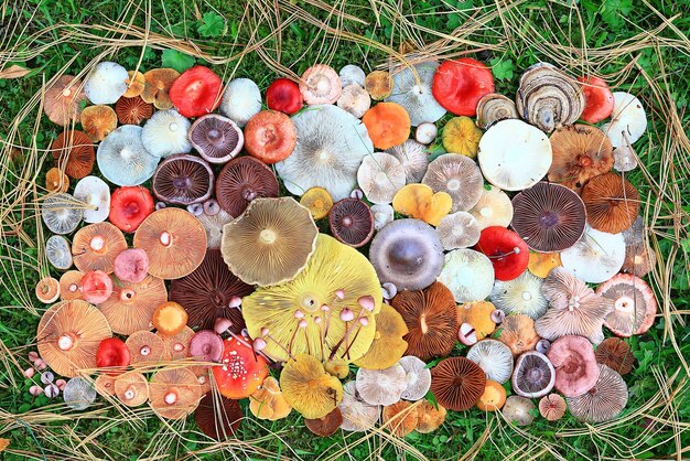 abstract background texture of very, many different mushrooms, inverted multicolored mushroom caps wallpaper