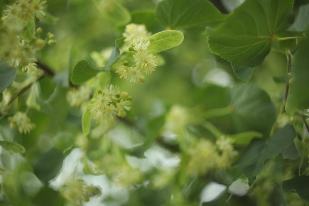 abstract background with beautiful linden tree blossom and copy space