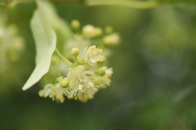 abstract background with beautiful linden tree blossom and copy space