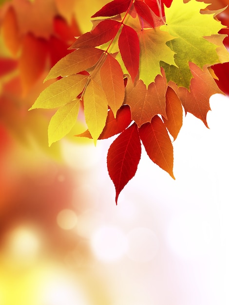 Abstract background with bright autumn leaves