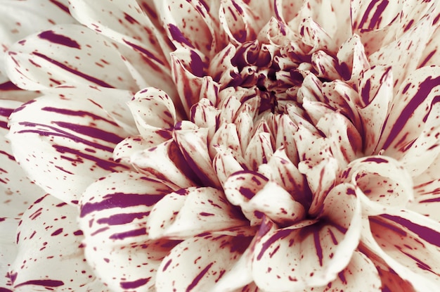 Abstract background with dotted petals of dahlias flower macro