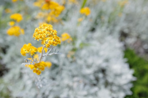 Abstract background with yellow flowers