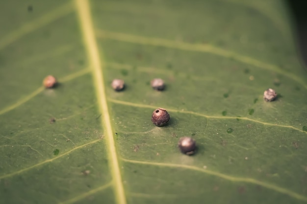 Abstract BANNER larvae of insect eggs ball shape accuracy lie beauty along edge of Green plant leaf surface Amazing macro wildlife nature world High detail photo texture veins Matte vintage grey