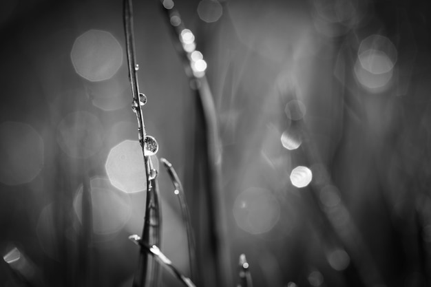 Abstract black and white natural background. Dramatic art spring grass drops natural defocused light