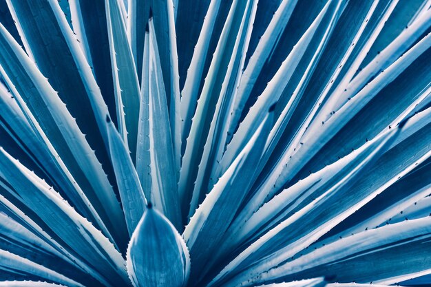 abstract blue background, closeup of thorn cactus plant