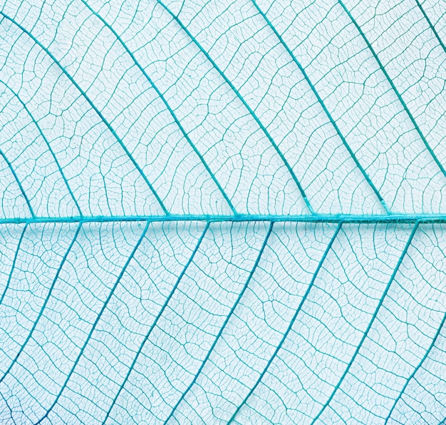 abstract blue green leaf texture background