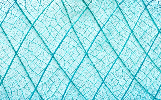 abstract blue green leaf texture background