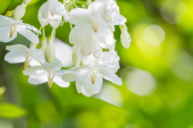 Abstract blur background of white flowers.