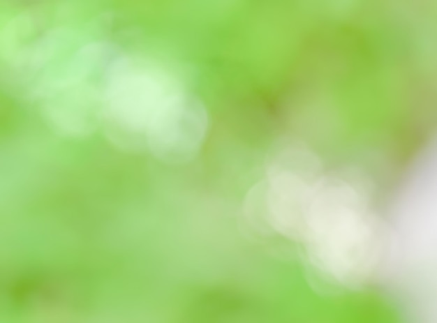 Abstract blur Green leaves of tree in nature forest