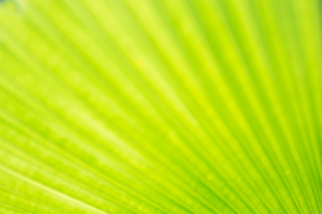 Abstract blur image of Green Palm leaves in nature