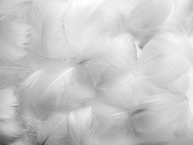 Abstract blurred background of feathers White fluffy bird feathers The texture of delicate feathers