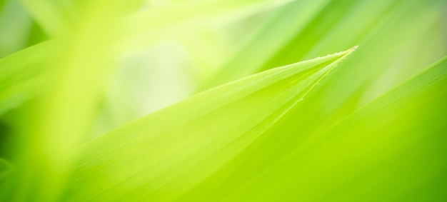 Abstract blurred of green leaf nature using as background natural plants