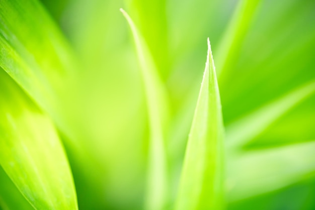 Abstract blurred of green leaf nature using as background natural plants