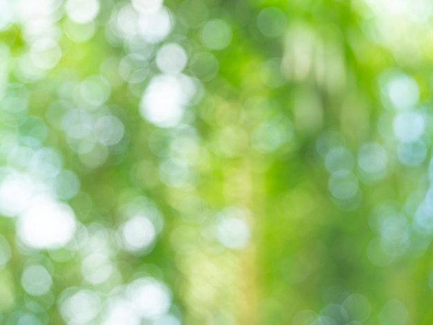 Abstract blurred green tropical palm tree, nature background with bokeh, natural light. Background of blurry green leaves bokeh out of focus from tree forest.