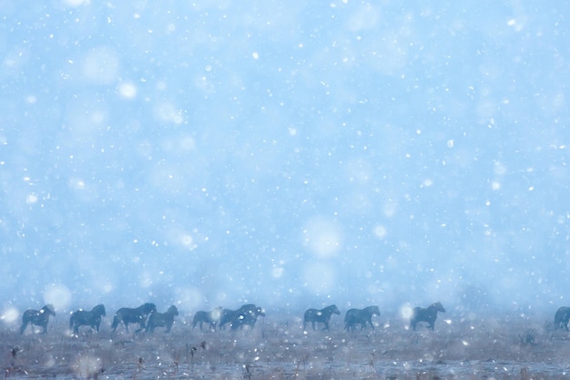 abstract blurred winter background, horses in a snowy field landscape, snow on a farm