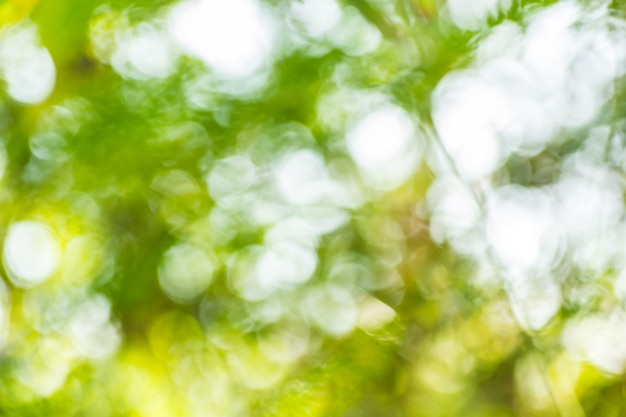 Abstract bokeh and blurred green nature background 