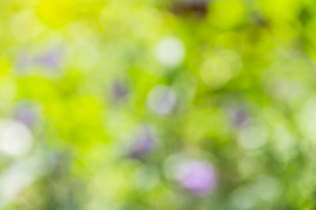 Abstract bokeh and blurred green nature background 