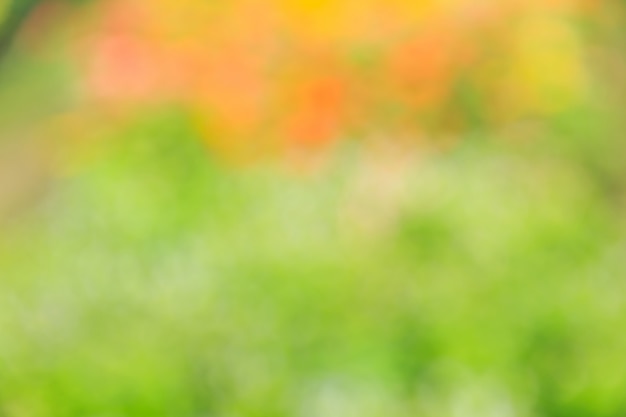 Abstract bokeh and blurred green nature background