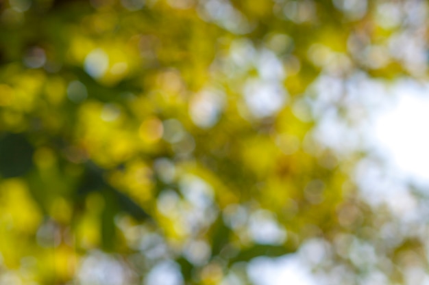 Abstract bokeh green circles background