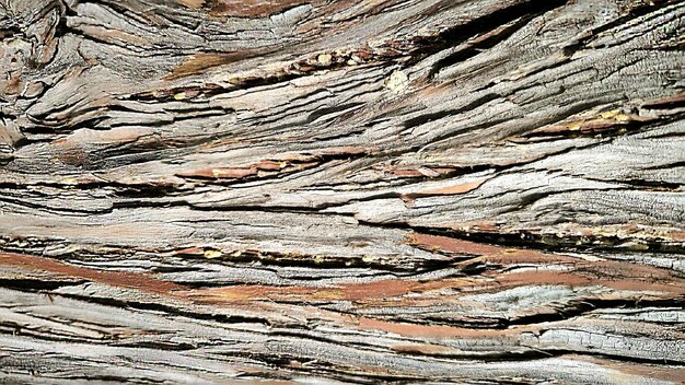 Photo abstract botanical natural background bark of tree texture cypress nature ecological design brown color cypress thuja evergreen plant meditation relaxation detox wild nature