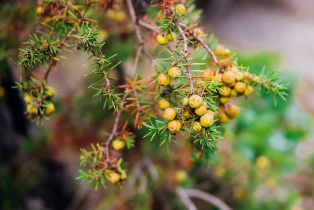 Abstract branches of juniper The original texture of natural scaly juniperJuniperus communis Medicinal plant and evergreen tree