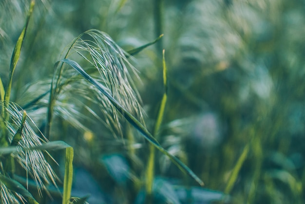 Abstract bright Green garden grass on a soft green background