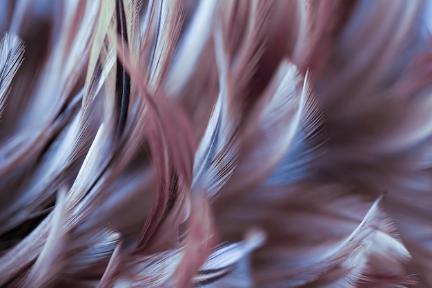 Abstract chicken feather texture for background, soft color and blur style