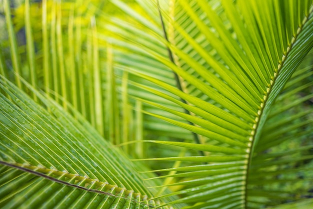 Abstract closeup of tropical palm tree leaf, exotic nature pattern. Sunlight, blurred green foliage.