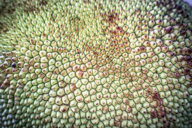 Abstract creative background Shot of tropical jack fruit peel look like dragon scales Mystic mood extraordinary flora sample of amazing beauty nature planet design wallpaper Light olive color