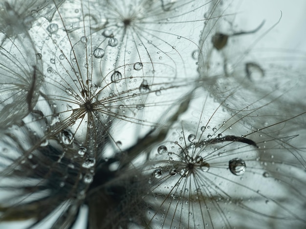 Abstract dandelion flower background extreme closeup Big dandelion on natural background Art phot