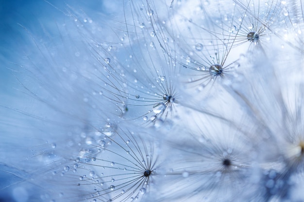 Abstract dandelion flower background