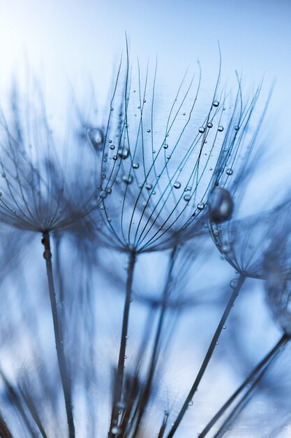 Abstract dandelion flower background