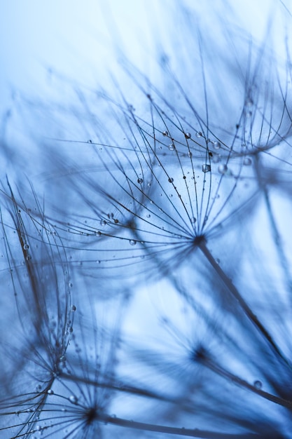 Abstract dandelion flower background