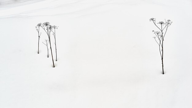 Photo abstract dry black grass on the background of white snow