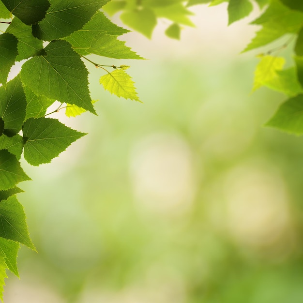 Abstract environmental backgrounds with birch foliage and beauty bokeh