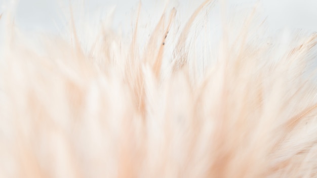 Abstract feather for the background