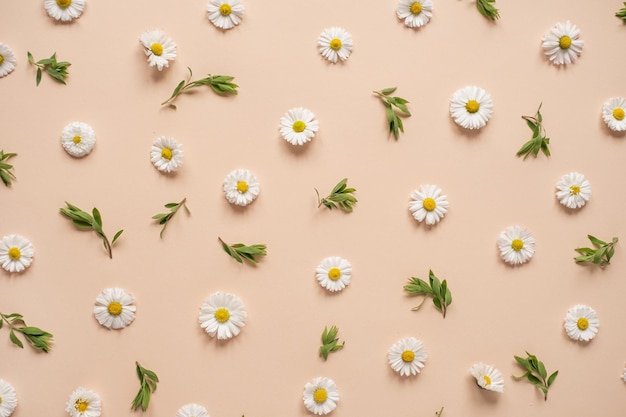 Abstract floral aesthetic background Colourful chamomile flower buds and leaves on neutral peachy background Beautiful flowers and petals template Flat lay top view