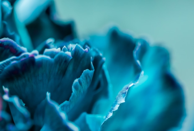 Photo abstract floral background blue carnation flower macro flowers backdrop for holiday brand design