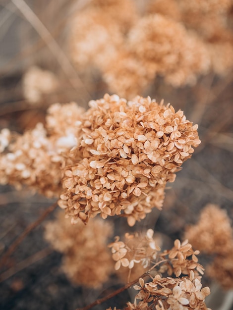 Abstract floral background of dried hydrangea Early Spring Dry Flowers Small Golden Flowers Winter nature