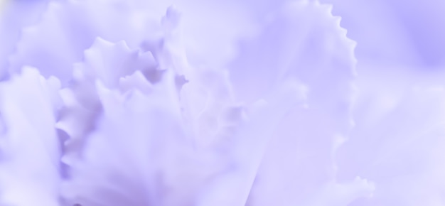 Abstract floral background pale violet carnation flower macro flowers backdrop for holiday brand