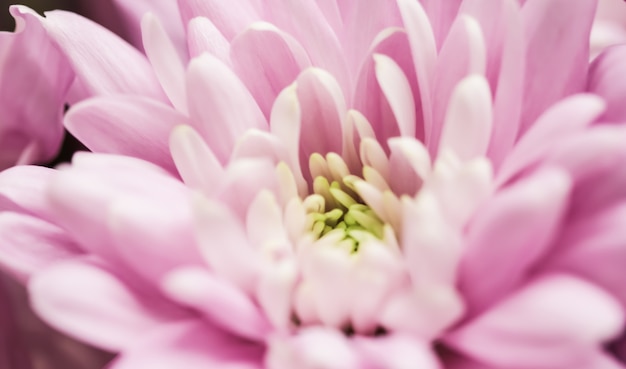 Abstract floral background pink chrysanthemum flower macro flowers backdrop for holiday brand design