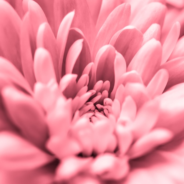 Abstract floral background pink chrysanthemum flower Macro flowers backdrop for holiday brand design