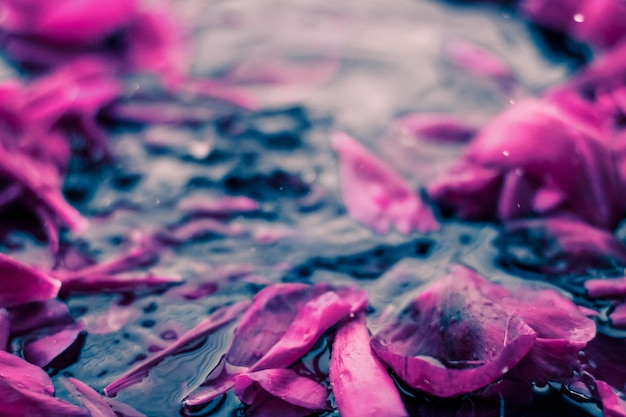 Abstract floral background purple flower petals in water